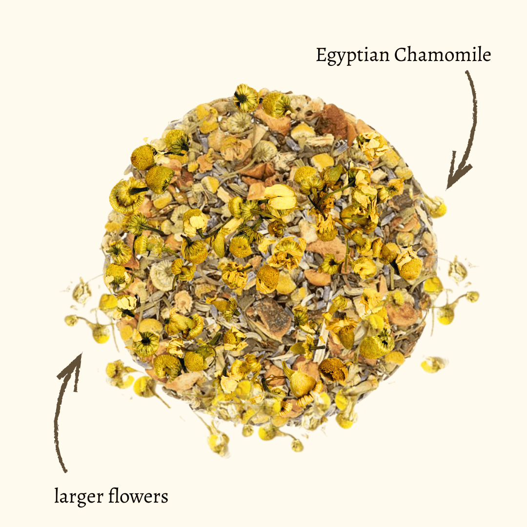 ADWAD_Egyptian_Chamomile.png